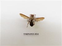 藏品(黃腳虎頭蜂)的圖片